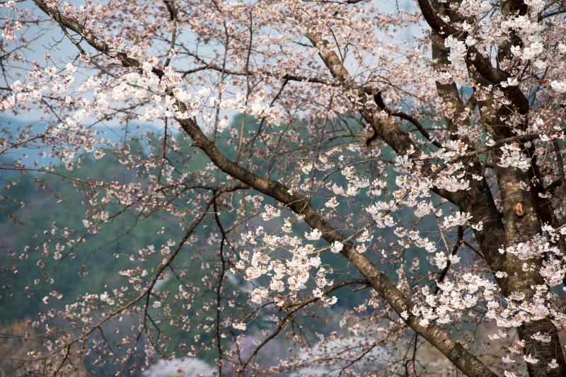 [ 大草城址公園の桜 ]  