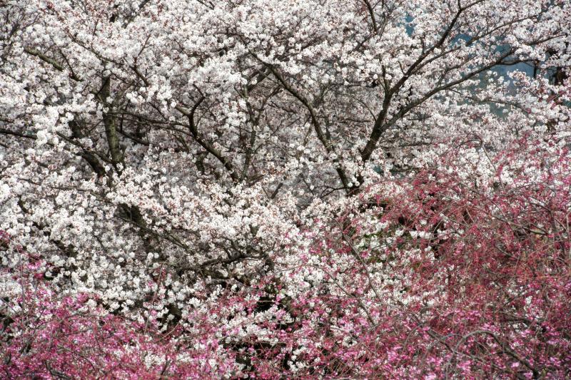 [ 春の香り ]  ピンクと白の美しさ