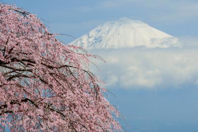 興徳寺の桜と残雪の富士山| 山頂の雲が取れて富士の姿が見えました。