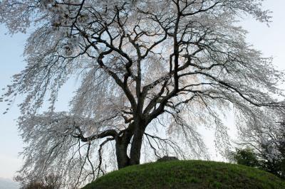 古墳の上から街を見下ろし| 半円形の古墳の上でこの地を見守っている桜。