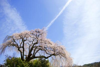 竹林から飛び出したサクラ| 大空に手を広げているようです。