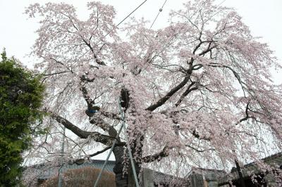 慈福院のしだれ桜| 道路沿いにあります。