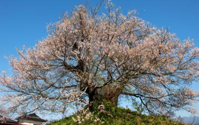 青空に映える最後塚のエドヒガン| 高台の上に桜はあります。