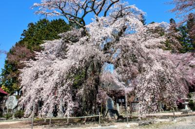 瑠璃寺の桜全景| 樹齢400年で味わいのある古桜です。