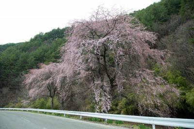 南海薬師寺の枝垂れ桜| 周囲の道路沿いにシダレザクラが咲いています。