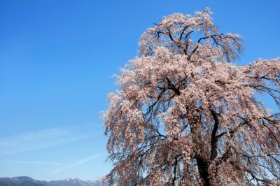 林叟院のしだれ桜と残雪野山| 空に飛び出すように背が高い桜