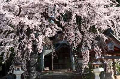 御射山神社のしだれ桜| 空から降ってくるようです。