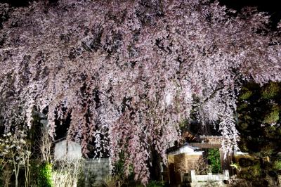 黄梅院の紅しだれ桜| 境内を覆いつくすような大きさです。