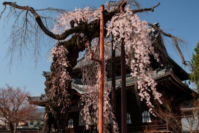 正永寺のシダレザクラ| 本堂の前で花を咲かせています。