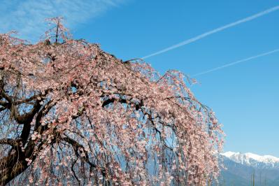 泉龍院の枝垂れ桜と中央アルプス| 飛行機雲が何本も見えました。