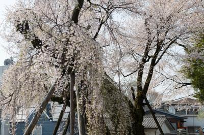 2本の桜| どっちが枝垂桜？エドヒガン桜？