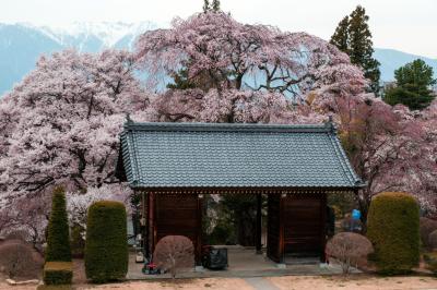 蔵澤寺の山門を見下ろして| 山門を囲むように桜が植えられています。