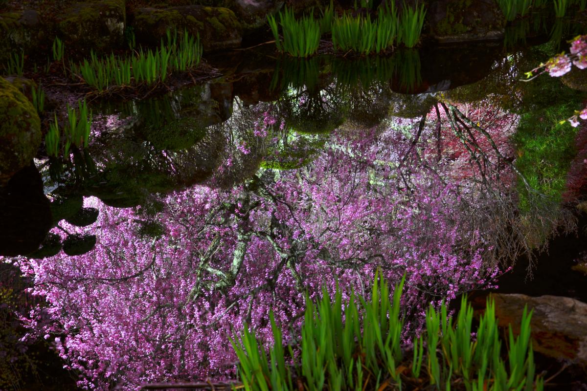 桜 写真集 ピクスポット 絶景 風景写真 撮影スポット 撮影ガイド カメラの使い方 桜 写真集 ピクスポット 絶景 風景写真 撮影スポット 撮影ガイド カメラの使い方