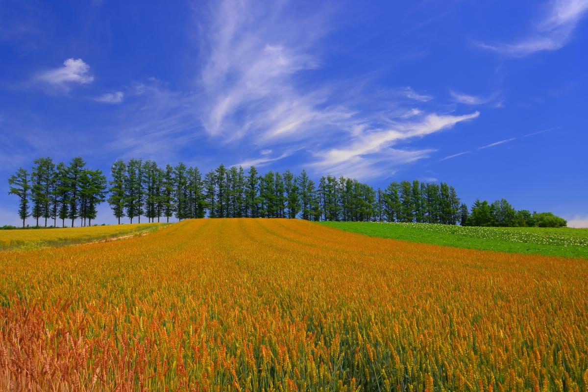 赤麦の丘 ピクスポット 絶景 風景写真 撮影スポット 撮影ガイド カメラの使い方