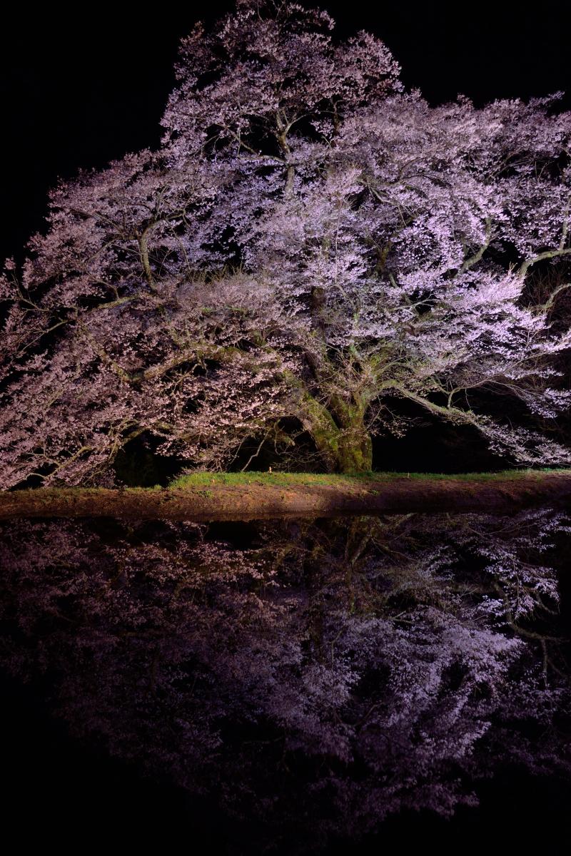 駒つなぎの桜 ピクスポット 絶景 風景写真 撮影スポット 撮影ガイド カメラの使い方 駒つなぎの桜 ピクスポット 絶景 風景写真 撮影スポット 撮影ガイド カメラの使い方