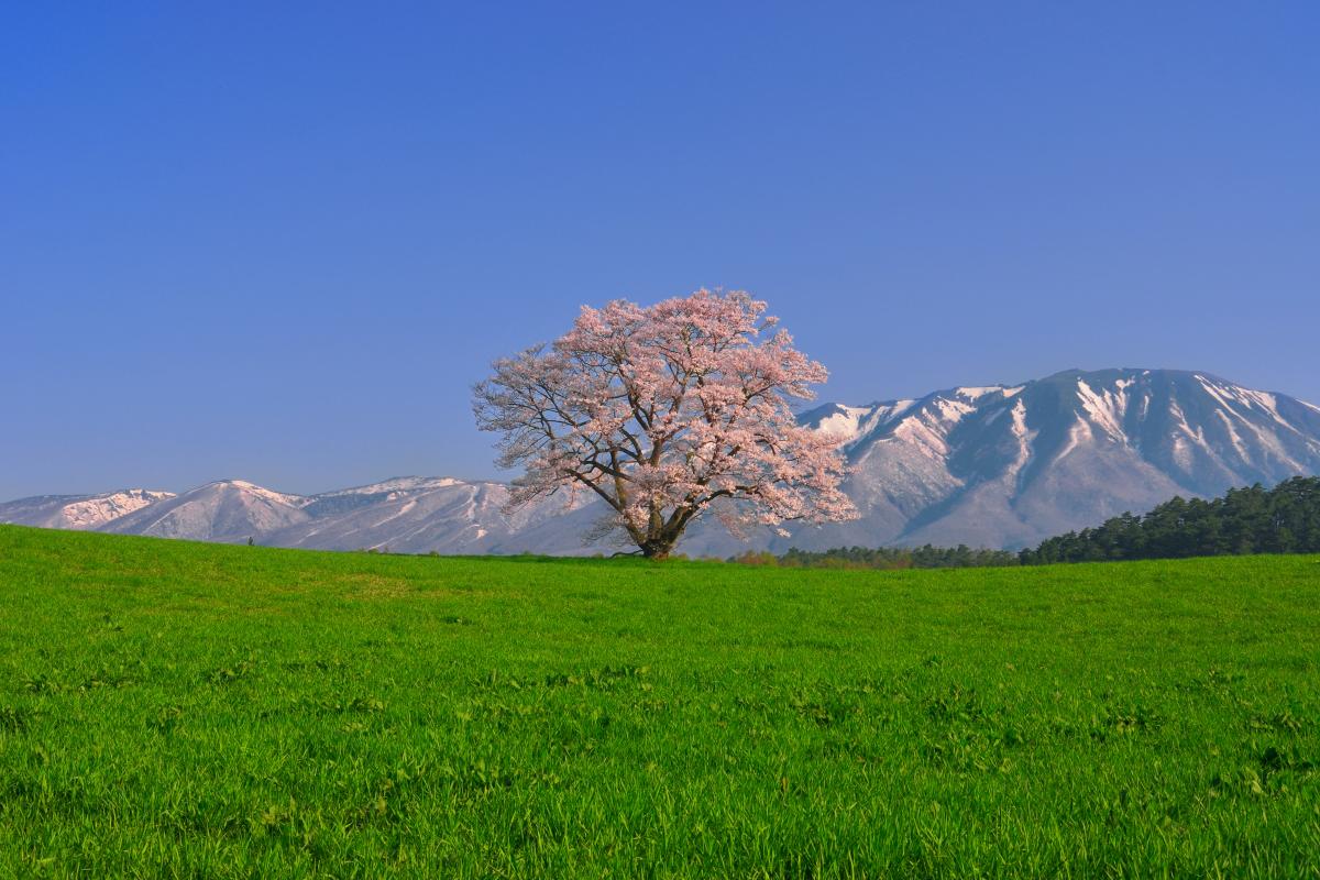 小岩井農場の一本桜 ピクスポット 絶景 風景写真 撮影スポット 撮影ガイド カメラの使い方