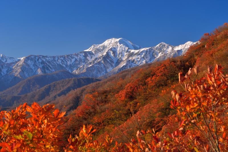 [ 初冠雪の越後駒ヶ岳 ]  撮影場所の登山道からは越後駒が綺麗に見えます。