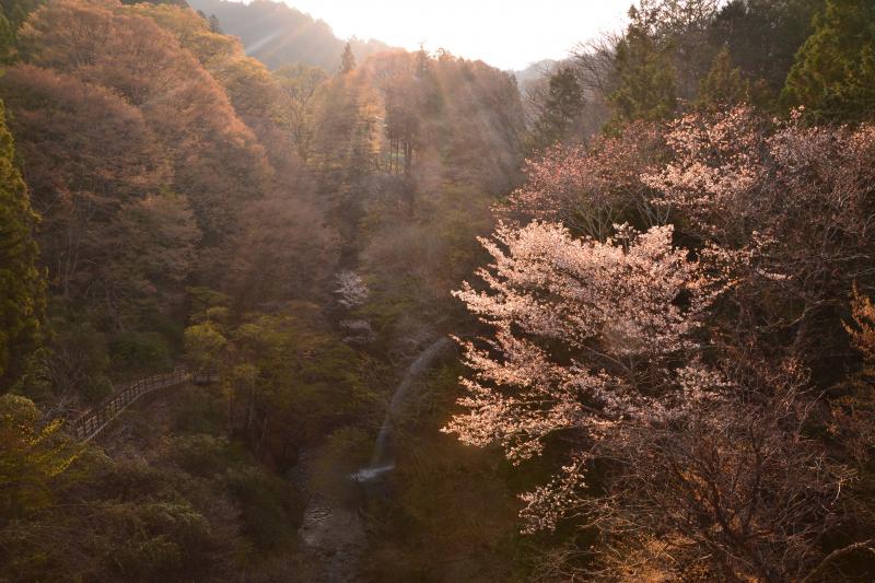 [ 柱戸不動滝 ]  群馬県みどり市の柱戸不動滝と山桜。逆光の朝日を浴びて。４月１５日前後が見頃。