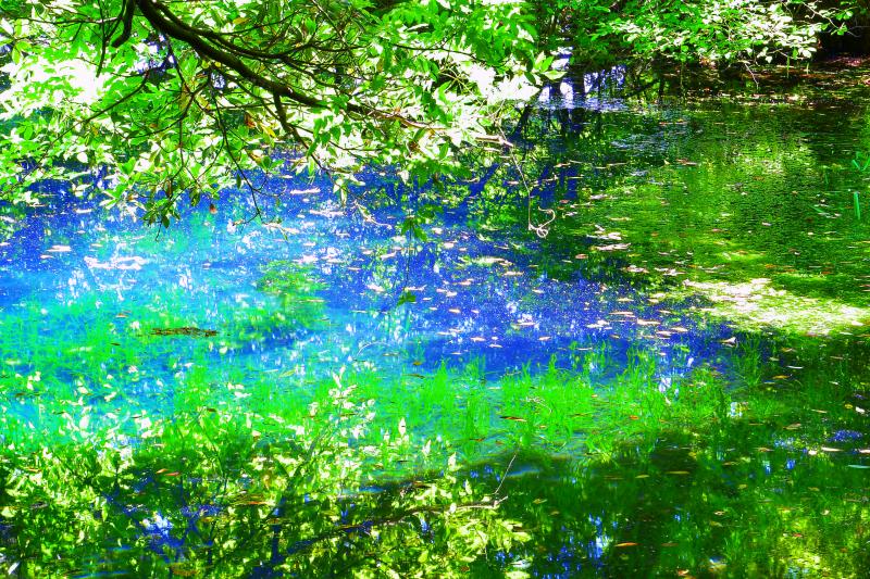 眩しくも爽やかな木漏れ日| 木漏れ日が新緑を映す青い水面を輝かせていました。