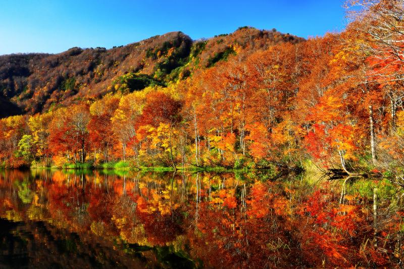 [ 白池 ]  蓮華温泉へ行く途中にある白池。ブナ林の紅葉が非常に美しい池です。湖畔沿いに遊歩道が整備され、様々な角度から紅葉を切り取れます。