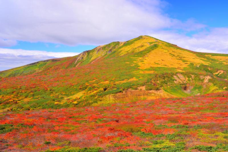 [ 東栗駒山からの景観 ]  裾野に広がる紅葉が栗駒山を引き立てていました。