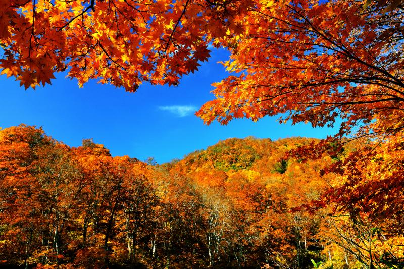 [ 秋の青空を彩るカエデ ]  まだ湖畔沿いのブナが色づいていなかったため、雨飾山の紅葉を見に行くことにします。雨飾山へはキャンプ場付近の登山口から登ります。雨飾山の紅葉は鎌池より約１週間早く訪れます。