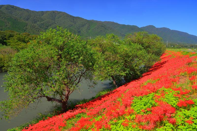 [ 赤の絨毯 ]  堰堤沿いには曼珠沙華の絨毯が広がっていました。