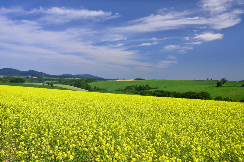 [ 黄辛子の花 ]  本州では春先にしか見られない菜の花も、ここ美瑛では夏でも見ることができます。黄辛子は作物を収穫した後に肥料として植えられるので畑によって時期はまちまちですが秋口に多く見られるようです。
