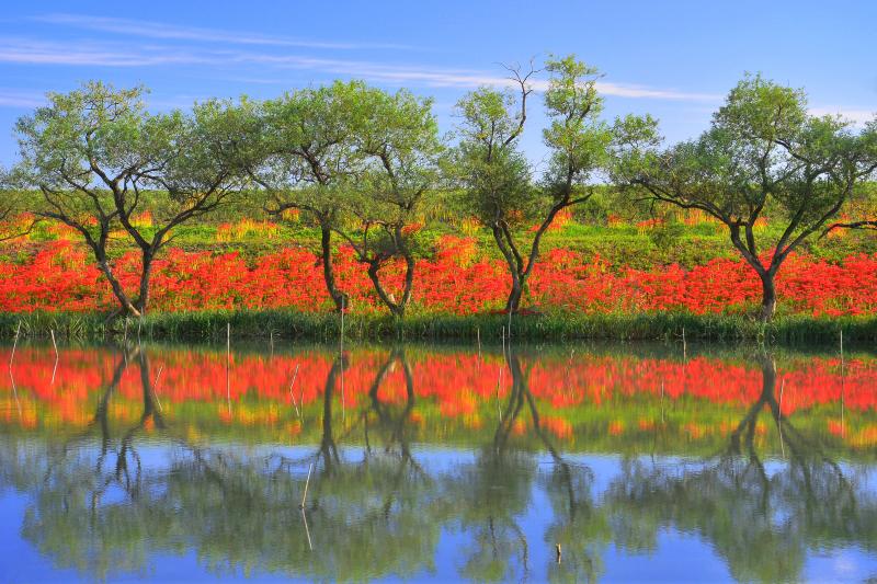 [ 水面に映える赤 ]  水鏡に映った彼岸花が印象的。