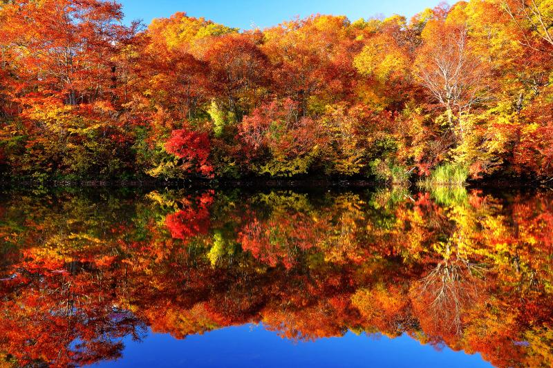 紅葉を映し出す水面| ブナ林亭から遊歩道を進み湖畔に着きました。西側の空は快晴で、見事に紅葉したブナ林の湖面への映り込みが非常にきれいでした。