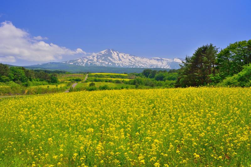 [ 桃野地区の菜の花畑 ]  菜の花祭り終了後でも綺麗でした。