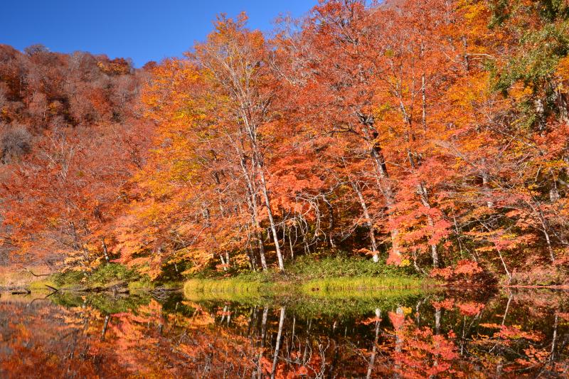 [ 菅沼湖畔 ]  湖畔沿いのブナ林は紅葉の見頃を迎えており、それを映す湖面が静寂さを際立たせていました。