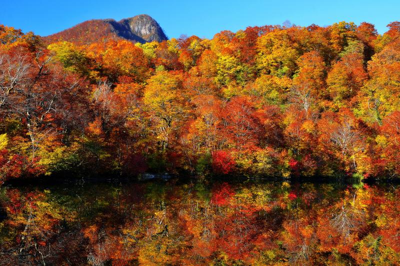 [ 大渚山紅葉 ]  今回は鎌池入口から時計回りに散策しました。しばらく歩くとブナ林越しに大渚山が見える場所があります。夏は雨飾山よりも花の多い山です。大渚山へは湯峠から登れます。また、湯峠付近からの雨飾山や北アルプスの眺望は目を見張るものがあります。