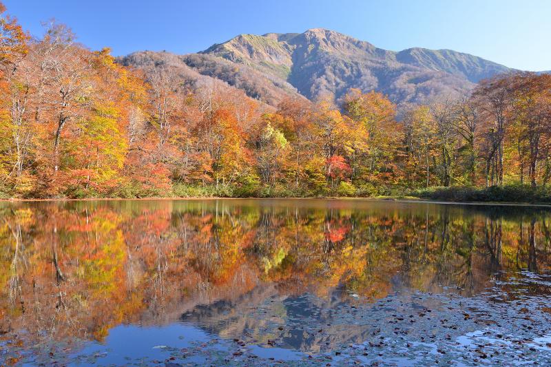 [ 刈込池紅葉 ]  秋の刈込池と白山三ノ峰。ブナ林に囲まれた小さくて静寂な池。上小池の駐車場から徒歩約５０分。距離的に石段コースが近いが、急登できつい。登りは沢コースを選択するとよいだろう。
