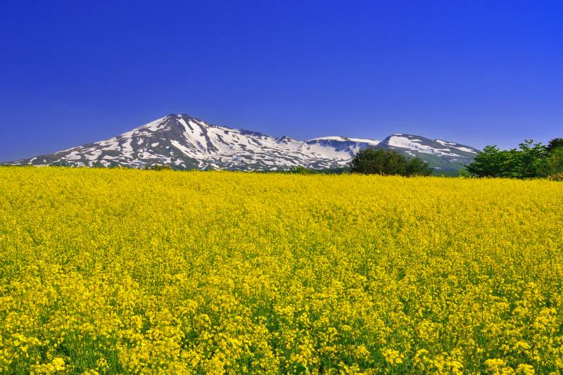 [ 桃野地区の菜の花畑 ]  菜の花畑は見頃を迎えていました。