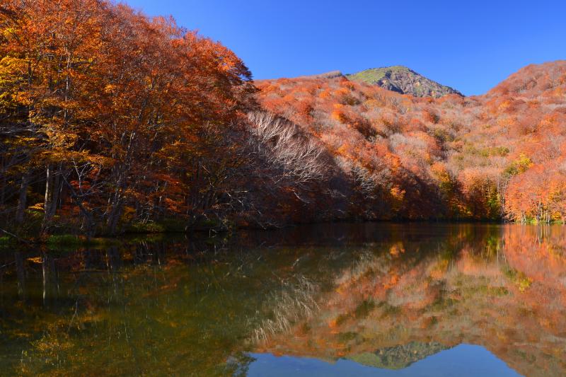 [ 蔦沼 と大岳 ]  八甲田山系に位置する蔦七沼は青森県屈指の紅葉スポット。遊歩道が整備されており１時間もあればすべての沼を散策できる。中でもブナ林と八甲田大岳を映しこむ蔦沼は最も人気が高い。