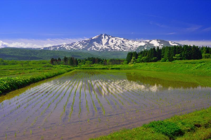 [ 上坂地区の水田 ]  水田に映る残雪の鳥海山が印象的。