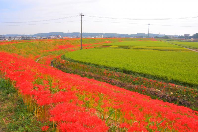 [ 矢勝川 ]  