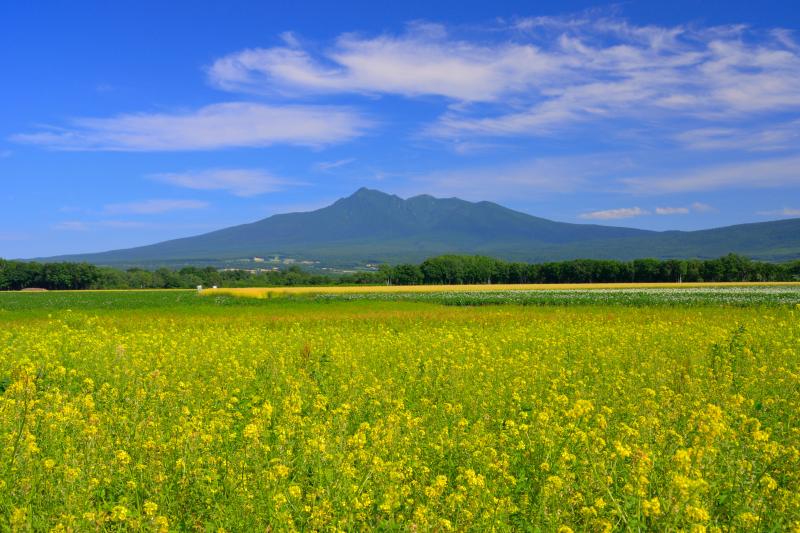 [ 黄辛子の花と斜里岳 ]  黄辛子は本州で言うところの菜の花です。夏から秋にかけて多く見られます。