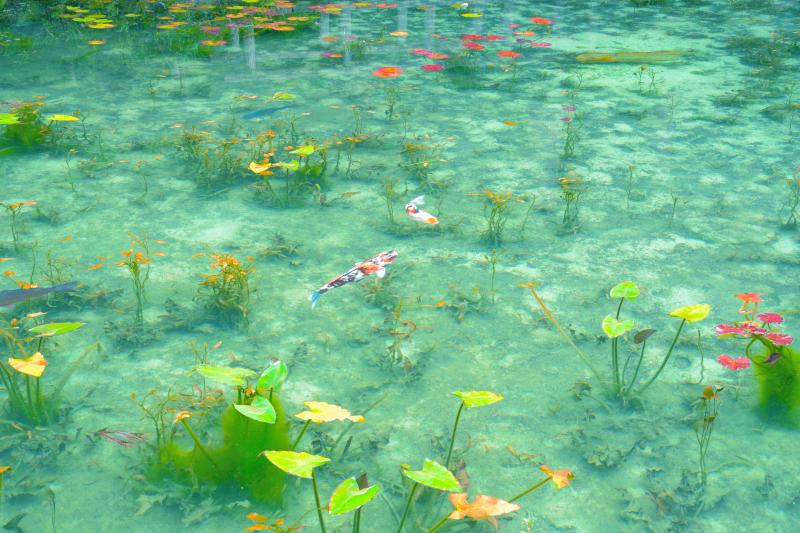 モネの池 撮影ガイド 印象派絵画のような美しい池 ピクスポット 絶景 風景写真 撮影スポット 撮影ガイド カメラの使い方