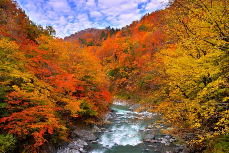 [ 紅葉の中津川 ]  機微に敏い原生林の哀秋