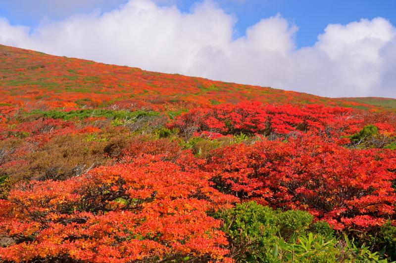 [ スカイラインの紅葉 ]  色とりどりの紅葉に囲まれた稜線