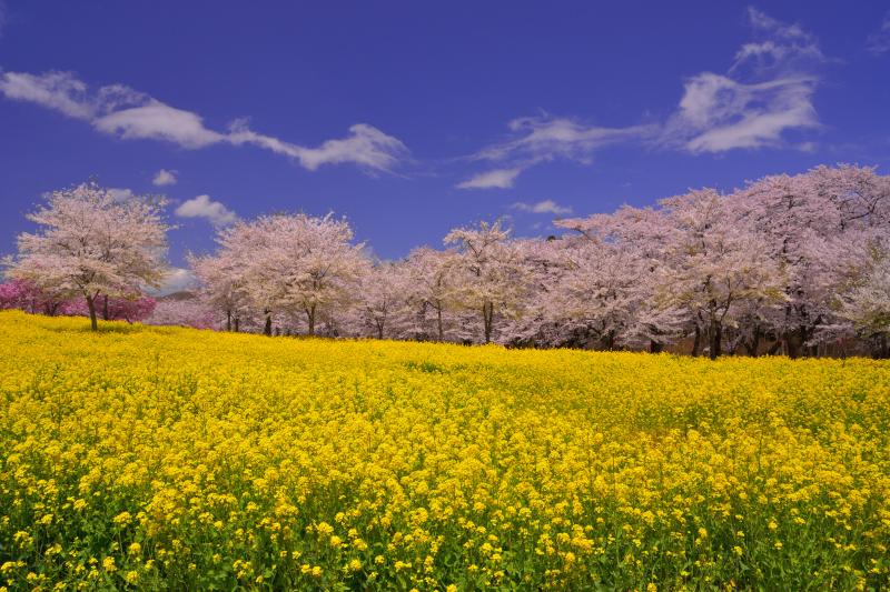 [ 菜の花と桜並木 ]  朝7時頃から菜の花畑に日が当り始めます。