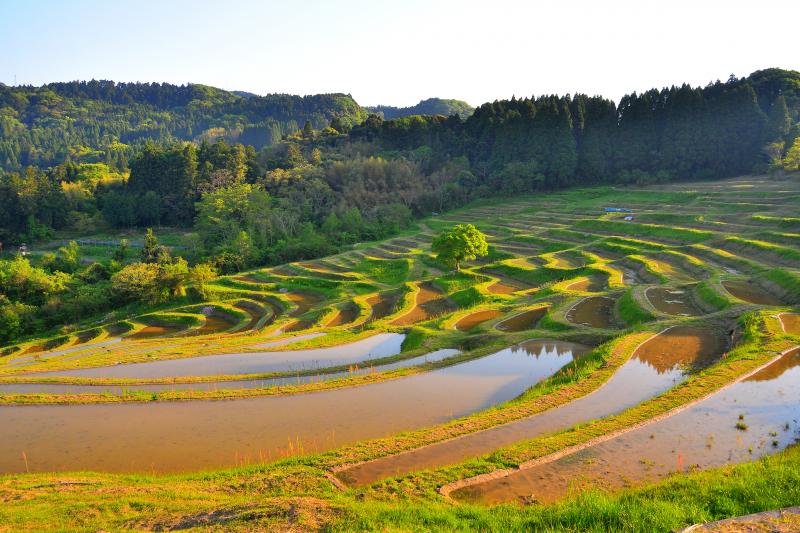 [ 大山千枚田 ]  