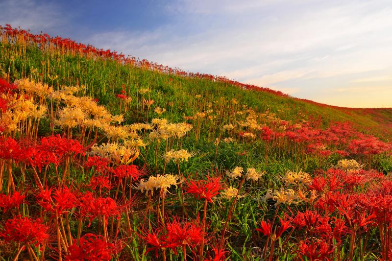 [ 朝の斜光 ]  早朝の斜光が花を鮮やかにしていました。