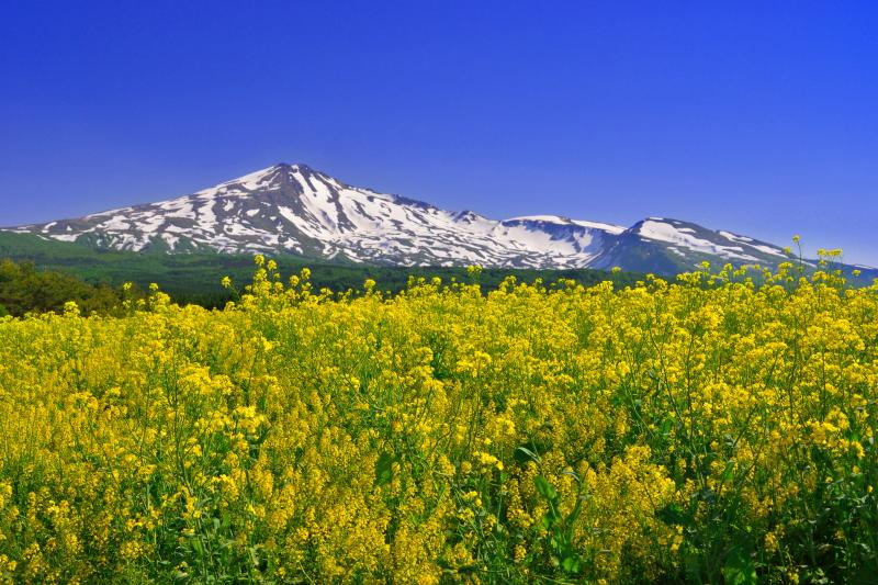 [ 桃野地区の菜の花畑 ]  菜の花の黄色と残雪の鳥海山が綺麗です。