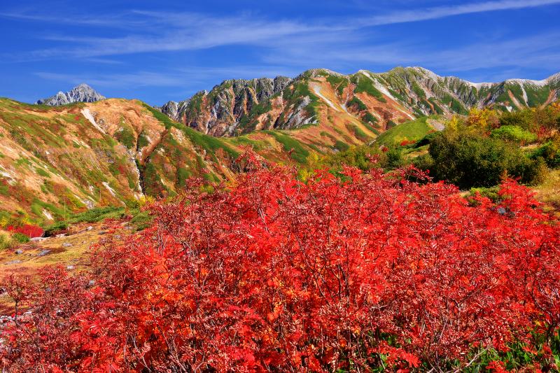 [ 立山連邦とナナカマド ]  天狗平から見た立山連峰。道路沿いのナナカマドが真っ赤に色づいていました。