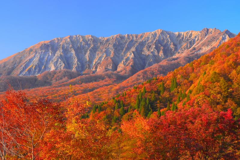 伯耆大山| 鍵掛峠から見た南壁の紅葉は非常に美しいものでした。