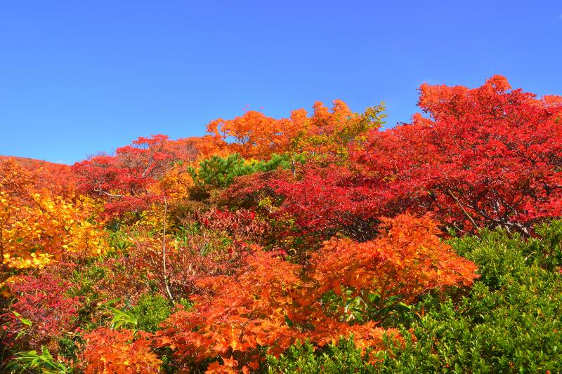 [ 妍を競う木々の紅葉 ]  多様な色彩の変化に山の紅葉の機微を感じます。