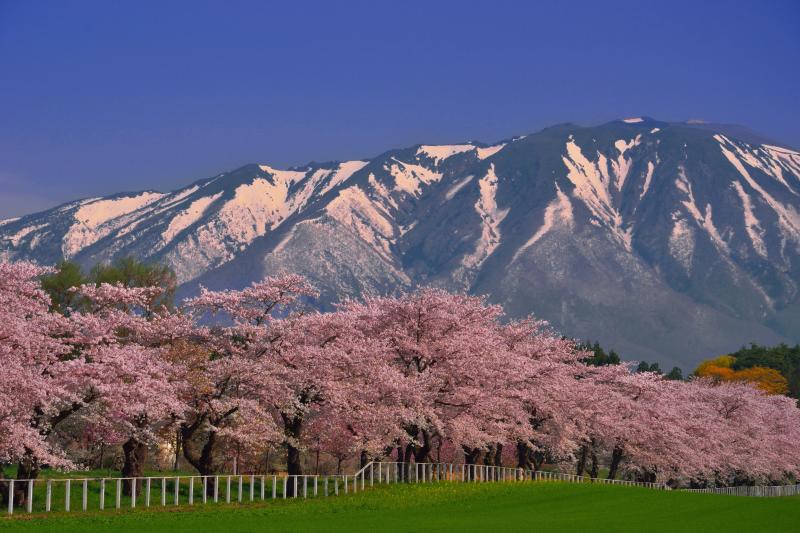 [ 県道沿いの桜並木 ]  背景の岩手山が雄大に見える場所です。